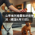 山东省各地夏收进度情况（截至6月15日）（图4）