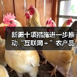 新疆十项措施进一步推动“互联网＋”农产品出村进城工程（图3）
