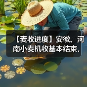 【麦收进度】安徽、河南小麦机收基本结束，山东已过半（图3）