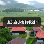 山东省小麦机收过半（图3）