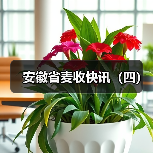 安徽省麦收快讯（四）（图1）
