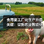 食用菌工厂化生产升级关键:设施农业智能化发展(图1) 食用菌工厂化生产升级关键:设施农业智能化发展(图1)