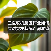 三夏农机跨区作业如何应对突发状况?河北省出台预案(图3) 三夏农机跨区作业如何应对突发状况?河北省出台预案(图3)
