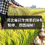 河北省花生摘果机补贴暂停，原因揭秘！（图2）