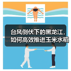 台风倒伏下的黑龙江,如何高效推进玉米水稻机收?(图3) 台风倒伏下的黑龙江,如何高效推进玉米水稻机收?(图3)
