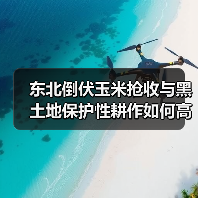 东北倒伏玉米抢收与黑土地保护性耕作如何高效推进？（图4）