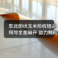 东北倒伏玉米抢收培训指导全面展开 助力颗粒归仓(图2) 东北倒伏玉米抢收培训指导全面展开 助力颗粒归仓(图2)
