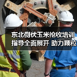 东北倒伏玉米抢收培训指导全面展开 助力颗粒归仓(图1) 东北倒伏玉米抢收培训指导全面展开 助力颗粒归仓(图1)