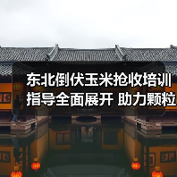 东北倒伏玉米抢收培训指导全面展开 助力颗粒归仓(图4) 东北倒伏玉米抢收培训指导全面展开 助力颗粒归仓(图4)