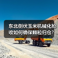 东北倒伏玉米机械化抢收如何确保颗粒归仓?(图3) 东北倒伏玉米机械化抢收如何确保颗粒归仓?(图3)