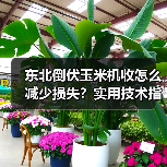 东北倒伏玉米机收怎么减少损失？实用技术指南来了（图3）