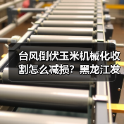 台风倒伏玉米机械化收割怎么减损？黑龙江发布实用技术指南（图2）