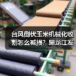 台风倒伏玉米机械化收割怎么减损？黑龙江发布实用技术指南（图1）
