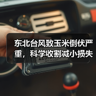 东北台风致玉米倒伏严重，科学收割减小损失方案？（图3）