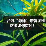 台风“海神”来袭 农业防御如何应对?(图3) 台风“海神”来袭 农业防御如何应对?(图3)