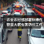 农业农村部部署秋粮作物重大病虫害防控工作 确保总体危害损失控制在5%以内(图1) 农业农村部部署秋粮作物重大病虫害防控工作 确保总体危害损失控制在5%以内(图1)