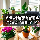 农业农村部紧急部署第7号台风“海高斯”防御工作(图2) 农业农村部紧急部署第7号台风“海高斯”防御工作(图2)