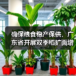 确保粮食稳产保供,广东省开展双季稻扩面增产提质行动(图2) 确保粮食稳产保供,广东省开展双季稻扩面增产提质行动(图2)