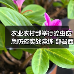 农业农村部举行蝗虫应急防控实战演练 部署西南边境地区黄脊竹蝗防控工作(图2) 农业农村部举行蝗虫应急防控实战演练 部署西南边境地区黄脊竹蝗防控工作(图2)