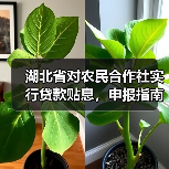 湖北省对农民合作社实行贷款贴息,申报指南来了!(图4) 湖北省对农民合作社实行贷款贴息,申报指南来了!(图4)