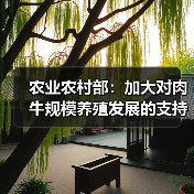 农业农村部：加大对肉牛规模养殖发展的支持（图1）