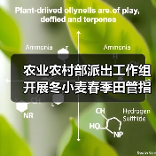 农业农村部派出工作组开展冬小麦春季田管指导（图3）