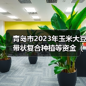 青岛市2023年玉米大豆带状复合种植等资金（提前下达）分配结果公告（图2）