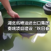 湖北省粮油进出口集团奏响项目建设“秋日奋进曲”(图1) 湖北省粮油进出口集团奏响项目建设“秋日奋进曲”(图1)