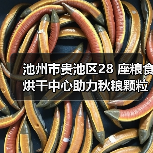 池州市贵池区28 座粮食烘干中心助力秋粮颗粒归仓(图1) 池州市贵池区28 座粮食烘干中心助力秋粮颗粒归仓(图1)