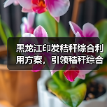 黑龙江印发秸秆综合利用方案,引领秸秆综合利用提质增效(图2) 黑龙江印发秸秆综合利用方案,引领秸秆综合利用提质增效(图2)